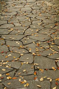 Full frame shot of dry leaf