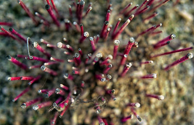 Close-up of fresh flower tree