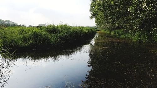 Scenic view of trees on field against sky