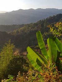 Scenic view of tree mountains against sky