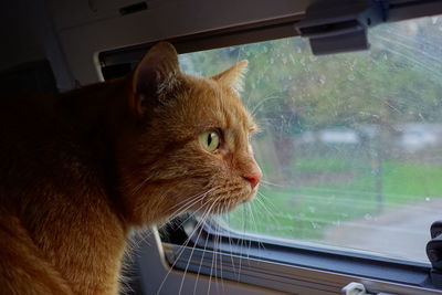 Close-up of a cat looking through window