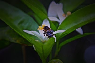 Close-up of bee pollinating on flower