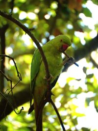 Close-up of bird perching on branch