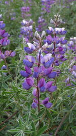 Close-up of purple flowering plants on field