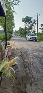 Cars on road by trees in city against sky