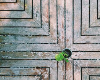 Directly above shot of potted plant on floor