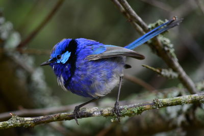 Close-up of bird perching on purple outdoors