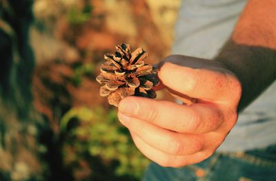 Close-up of cropped hand holding plant