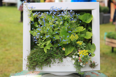 Close-up of potted plant