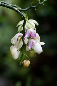 Close-up of purple flowering plant