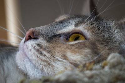 Close-up of cat