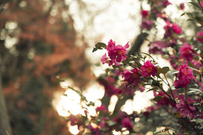 Close-up of pink cherry blossoms