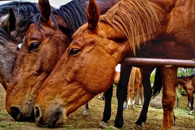 Close-up of horses grazing on field