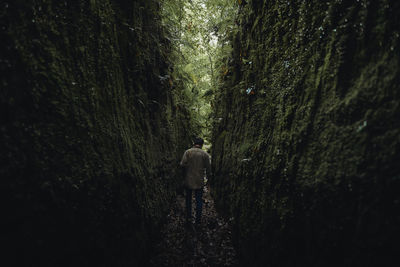 Rear view of person walking by trees in forest