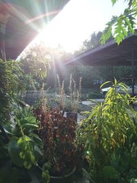 Sun shining through trees