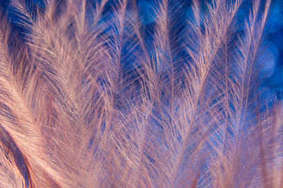 Full frame shot of feather