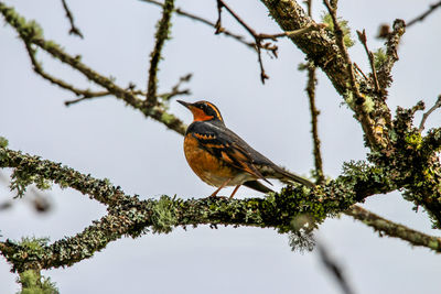 Low angle view of bird perching on tree