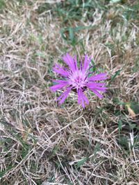 Close-up of purple flower