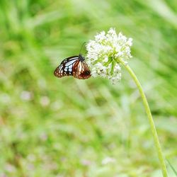 Close-up of butterfly pollinating on flower