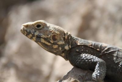 Close-up of lizard on rock