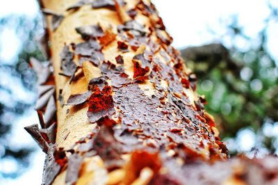 Close-up of maple leaves on tree during autumn