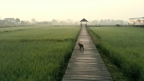 Boardwalk on field against sky