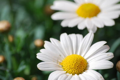 Close-up of white daisy flower