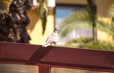 Bird perching on a railing