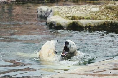 Polar bear in lake