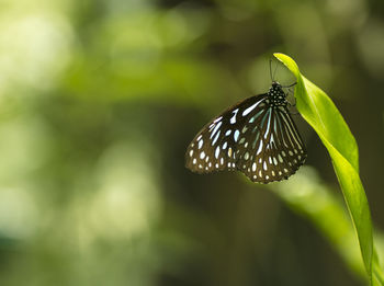 Close-up of butterfly perching on plant