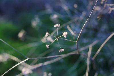 Close-up of flowering plant