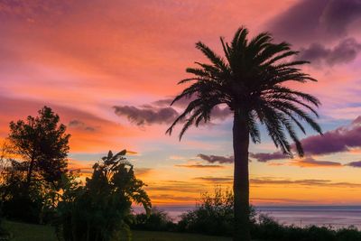 Silhouette palm trees against romantic sky at sunset