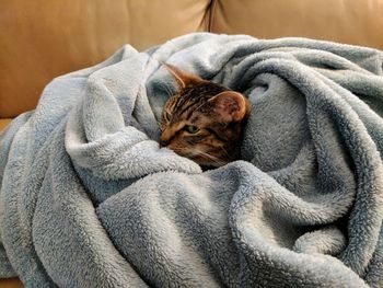 Close-up of dog sleeping on bed