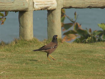 Close-up of bird perching on grass