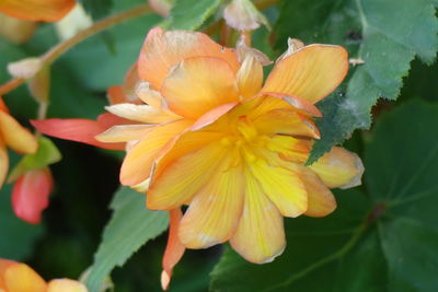 Close-up of yellow flowering plant