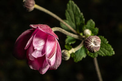 Close-up of pink flower bud