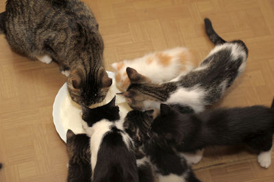 High angle view of cats relaxing on hardwood floor