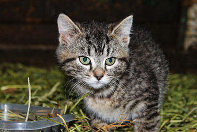 Close-up portrait of cat