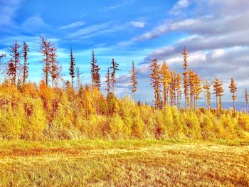 Plants growing on field against sky during autumn