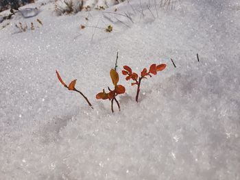 snow