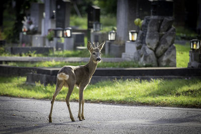 Deer standing in zoo