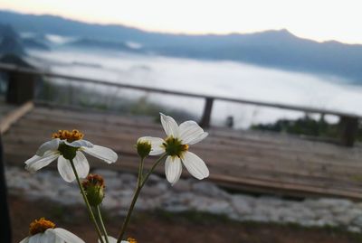 Close-up of white flowering plant