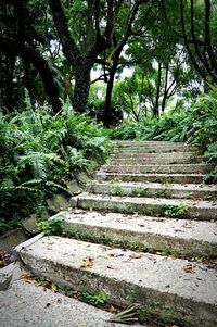 Footpath amidst trees