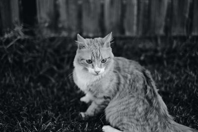 Portrait of cat sitting on field