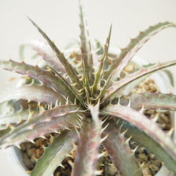 Close-up of succulent plant