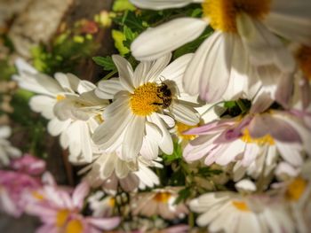 Close-up of bee on white flowers