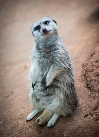 Portrait of meerkat with head cocked sitting on land