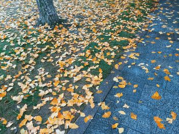 Full frame shot of autumn leaves