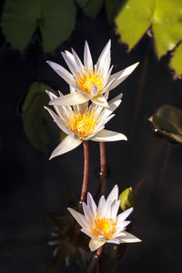 Close-up of water lily in lake