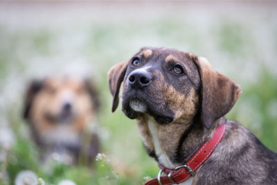 Close-up of dog looking away